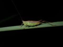 Conocephalus japonicus