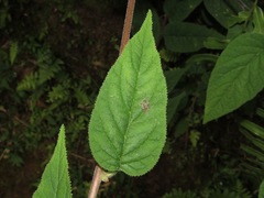 Centropogon palmanus