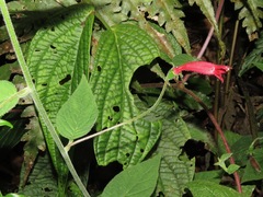 Centropogon palmanus