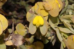 Rafnia amplexicaulis