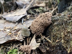 Tubifera ferruginosa ferruginosa