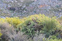 Rafnia amplexicaulis