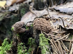 Tubifera ferruginosa ferruginosa