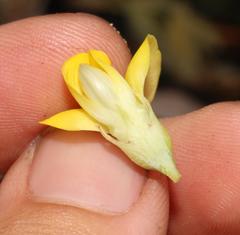 Rafnia amplexicaulis