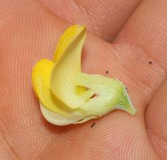 Rafnia amplexicaulis