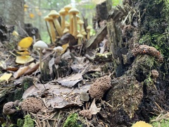 Tubifera ferruginosa ferruginosa