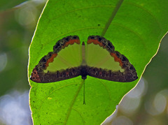 Nymphidium trinidadi