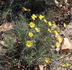 Arctotis lanceolata