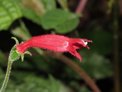 Centropogon palmanus image