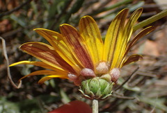 Arctotis lanceolata