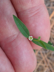 Euphorbia curtisii