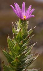 Senecio speciosissimus