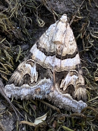 Drasteria howlandii photo 5