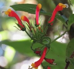 Centropogon granulosus