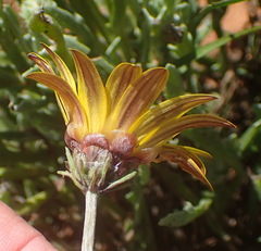 Arctotis lanceolata