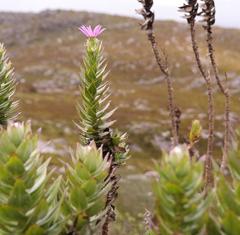 Senecio speciosissimus