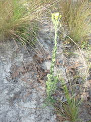 Chrysopsis gossypina