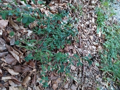 Chamaecytisus supinus
