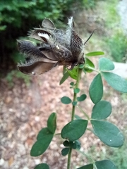 Chamaecytisus supinus