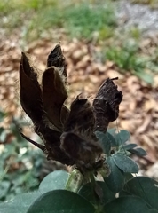 Chamaecytisus supinus