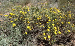 Berkheya angustifolia
