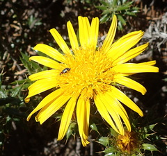 Berkheya angustifolia
