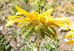 Berkheya angustifolia