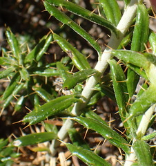 Berkheya angustifolia