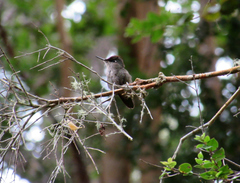 Sephanoides sephaniodes