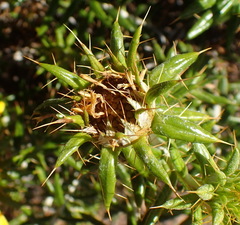 Berkheya angustifolia