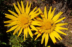 Berkheya angustifolia