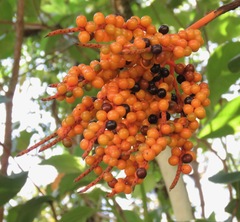 Chamaedorea pinnatifrons