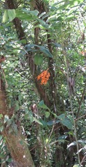 Chamaedorea pinnatifrons image