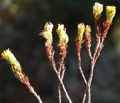 Ursinia quinquepartita