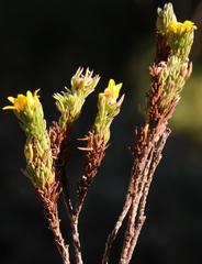 Ursinia quinquepartita