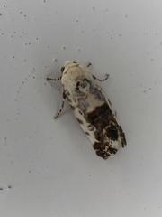 Acontia