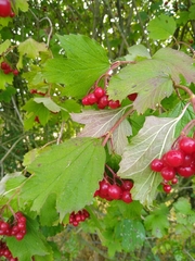 Viburnum opulus