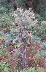 Cirsium subcoriaceum