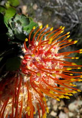 Leucospermum pluridens