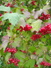 Viburnum opulus