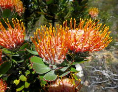 Leucospermum pluridens
