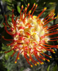 Leucospermum pluridens