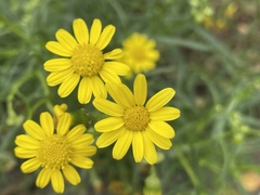 Senecio inaequidens
