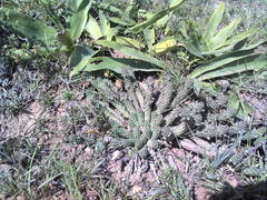 Euphorbia inermis