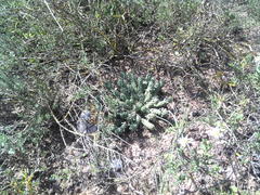 Euphorbia inermis