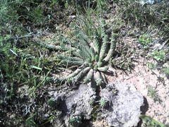 Euphorbia inermis