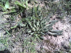 Euphorbia inermis