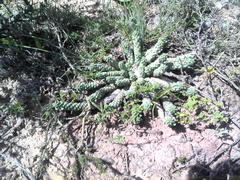 Euphorbia inermis