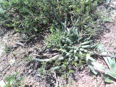 Euphorbia inermis