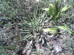 Euphorbia inermis